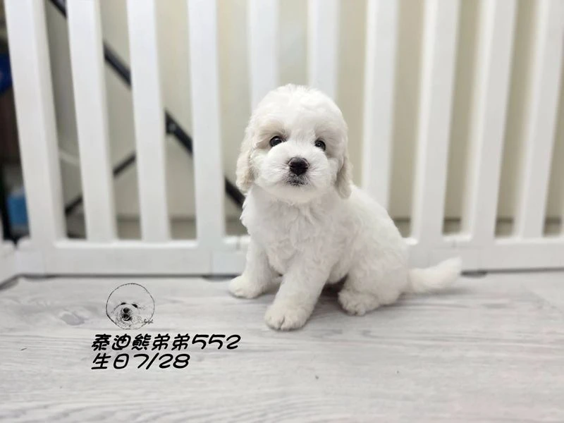 奶白花 泰迪熊 爆毛 弟弟552