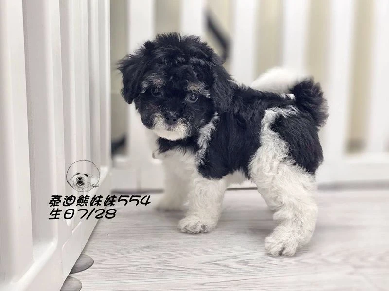 黑白花 泰迪熊  爆毛 妹妹554(已預定)