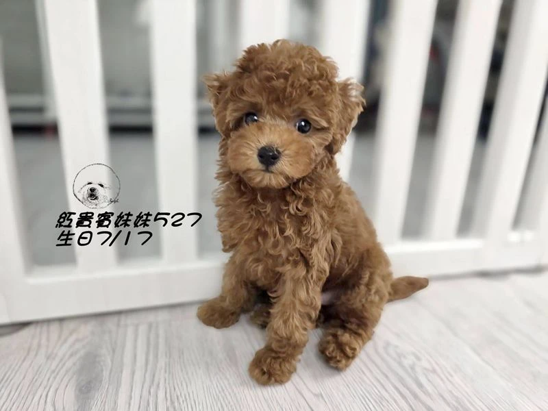 紅貴賓妹妹527