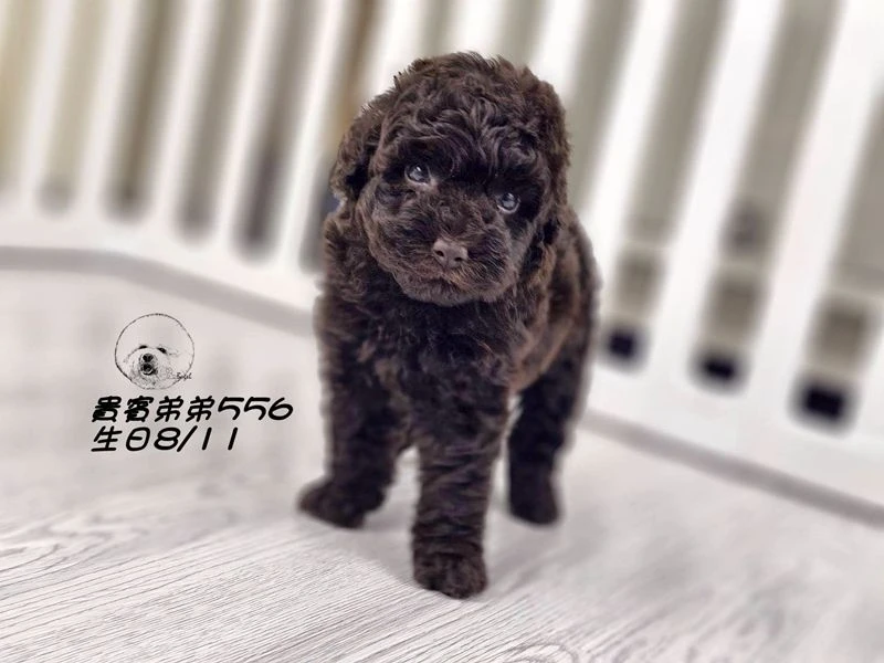 ?爆毛 大眼 巧克力貴賓 弟弟556