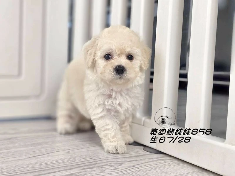 奶白泰迪熊 大眼 爆毛 妹妹858