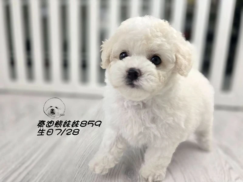 奶白泰迪熊 大眼 爆毛 妹妹859