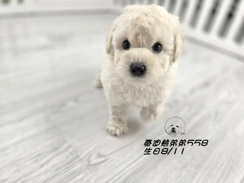 泰迪熊 短腿 大眼 爆毛 奶白色弟弟558