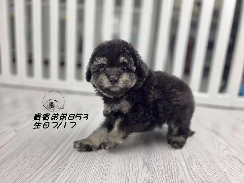 爆毛 大眼 幽靈貴賓弟弟853