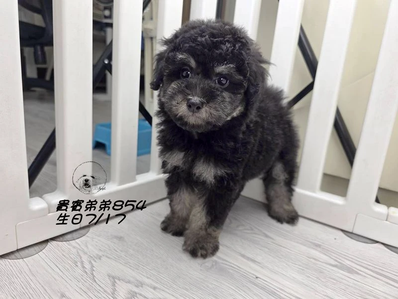 爆毛 大眼 幽靈貴賓弟弟854