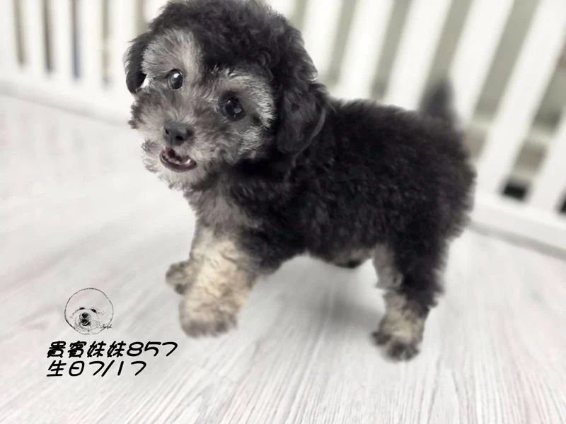 灰幽靈貴賓妹妹857(輕微厚道)