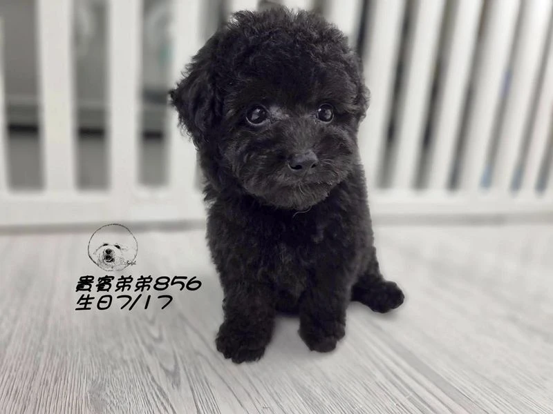 爆毛 巧克力灰貴賓弟弟856