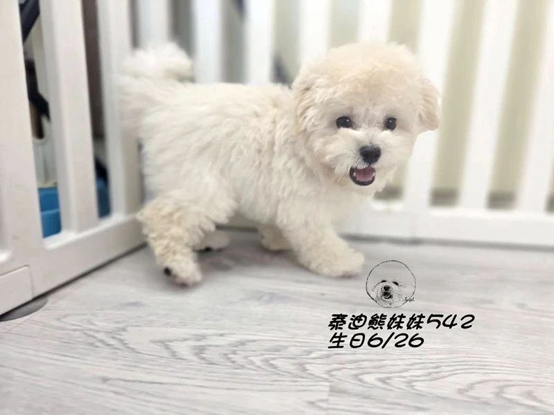 奶白泰迪熊 大眼 短吻 短腿 爆毛 妹妹542