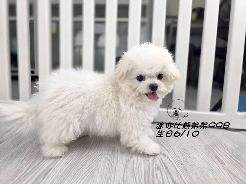 韓版迷你型 短腿 短吻 爆毛 大眼 比熊弟弟998