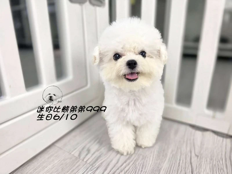 韓版迷你型 短腿 短吻 爆毛 大眼 比熊弟弟999
