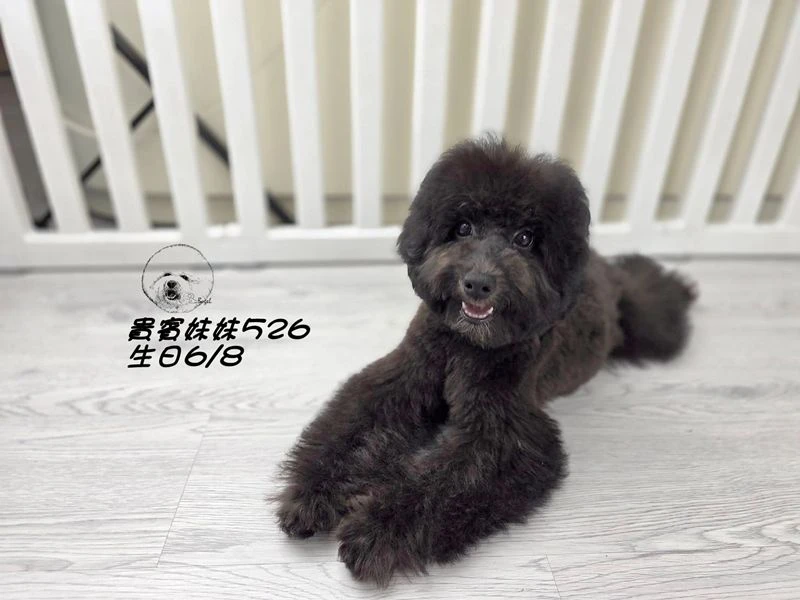 爆毛 黑貴賓妹妹526