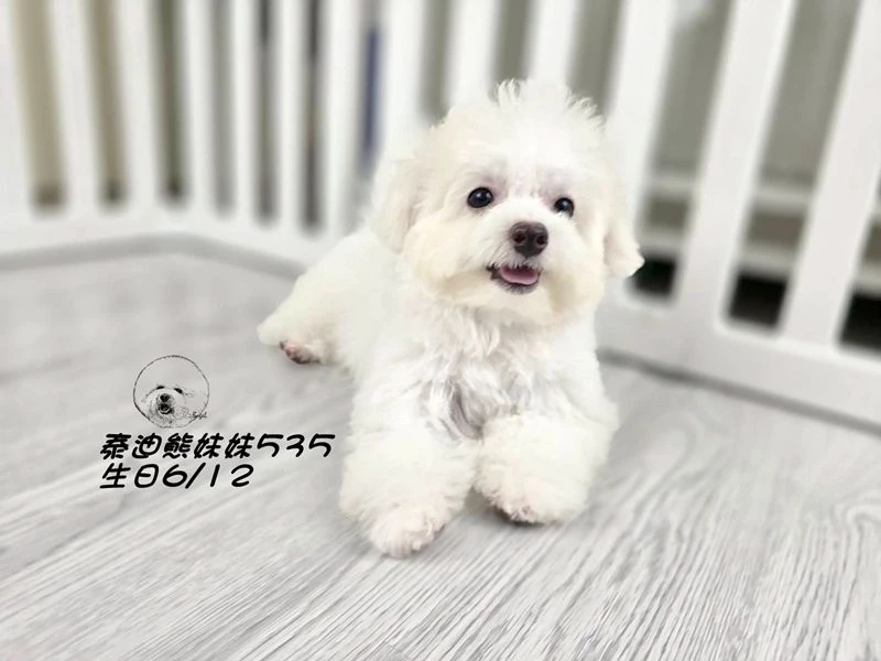 奶白泰迪熊 妹妹535(已預定)