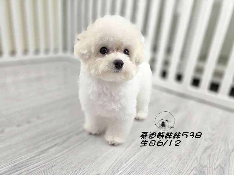 奶白泰迪熊 大眼 短吻 短腿 爆毛 妹妹538