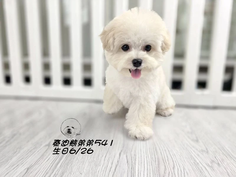 奶白泰迪熊 大眼 短吻 短腿 爆毛 弟弟541