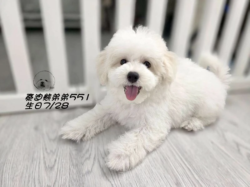 奶白花 泰迪熊 爆毛 弟弟551