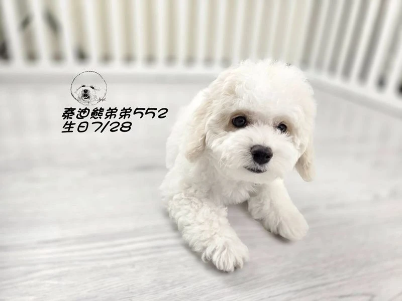 奶白花 泰迪熊 爆毛 弟弟552