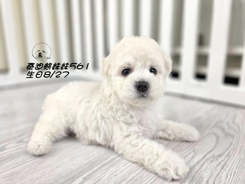白泰迪熊 短腿 弟弟561