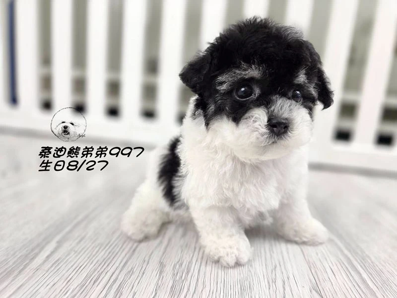 黑白花泰迪熊 短腿 大眼 弟弟997