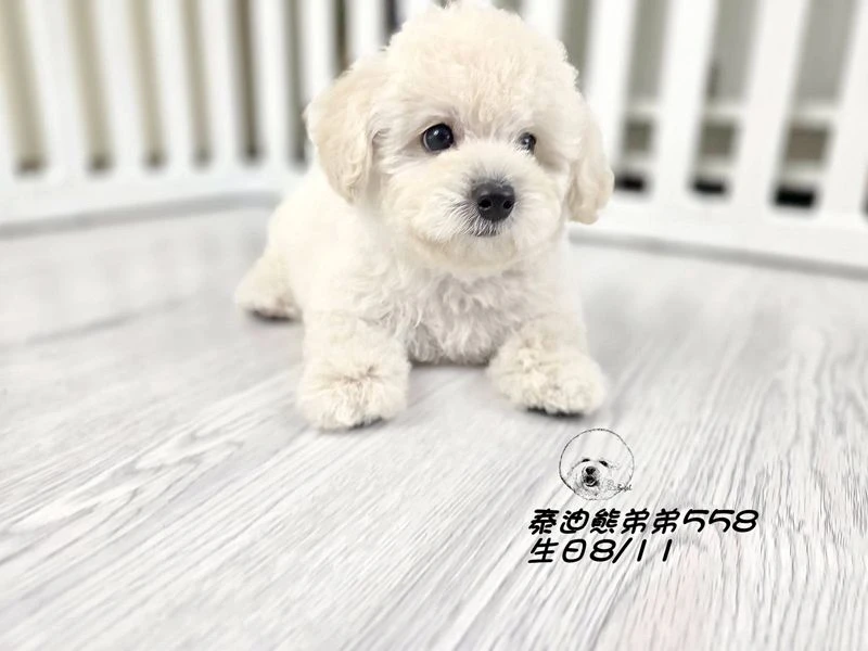 泰迪熊 短腿 大眼 爆毛 奶白色弟弟558