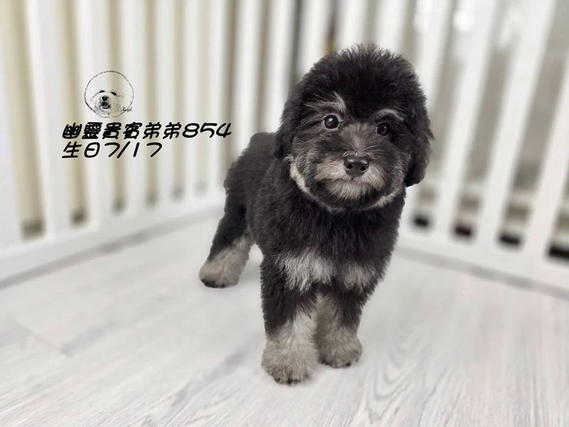 爆毛 大眼 灰幽靈貴賓弟弟854
