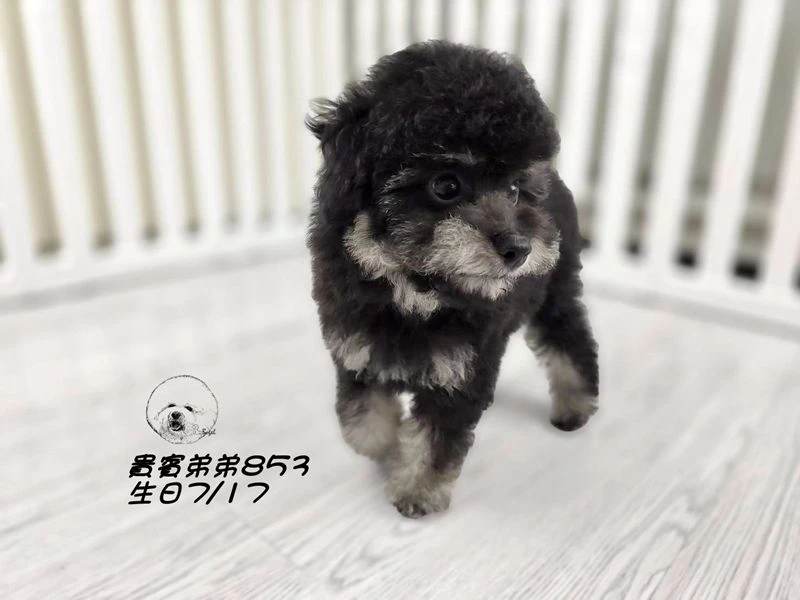 爆毛 大眼 灰幽靈貴賓弟弟853
