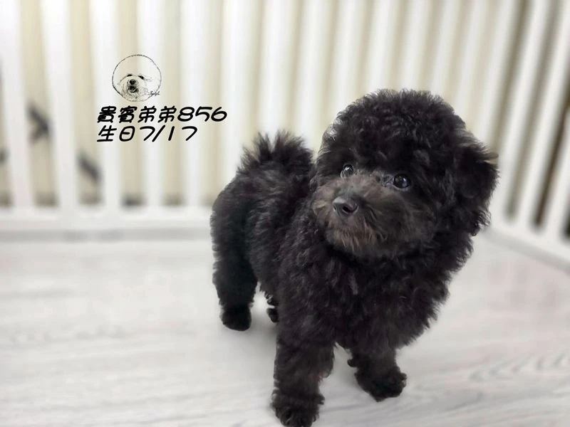 爆毛 巧克力灰貴賓弟弟856