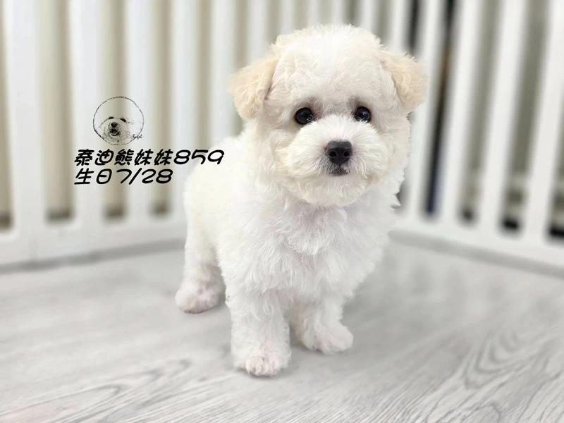奶白泰迪熊 大眼 爆毛 妹妹859