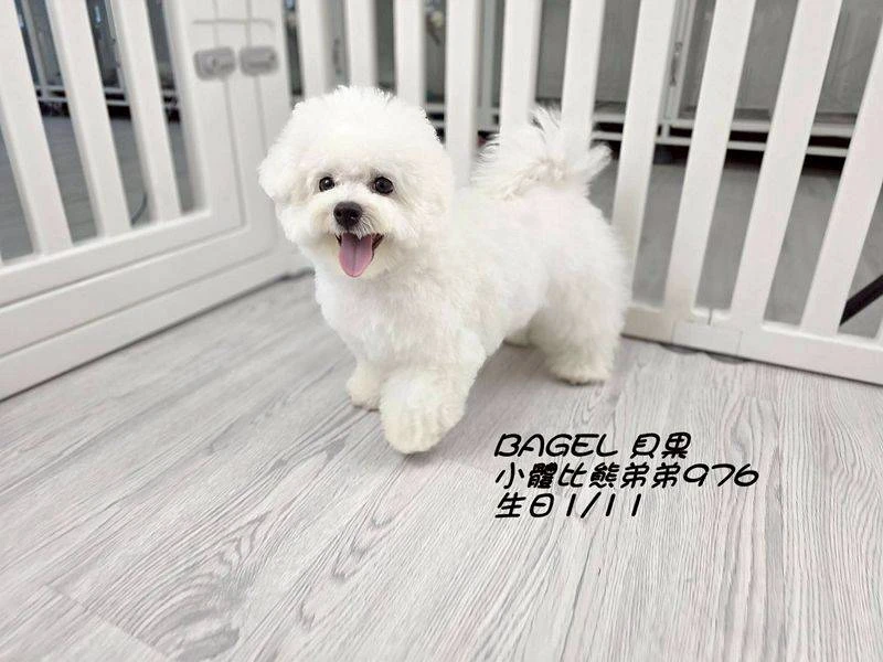 比熊弟弟976