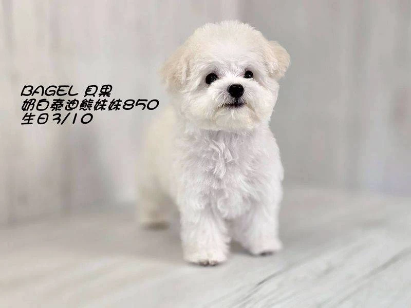 奶白妹妹850