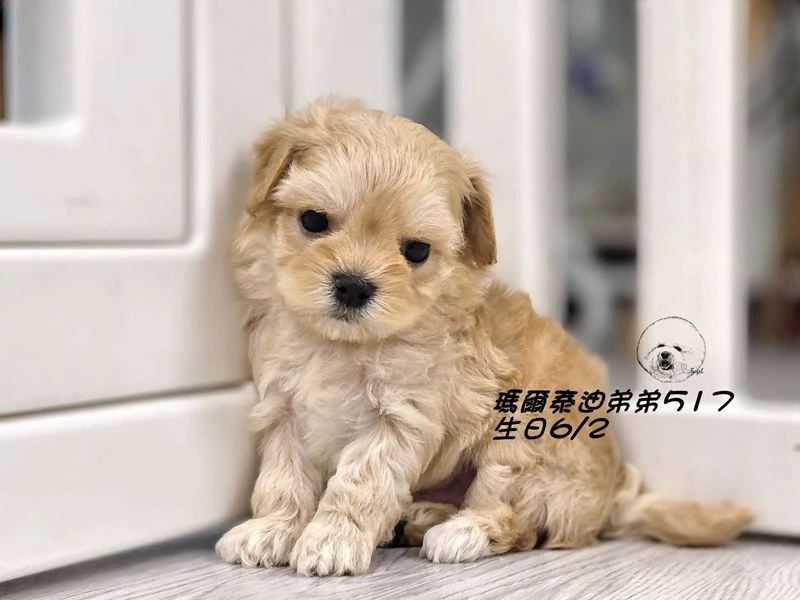 奶油瑪爾泰迪弟弟517