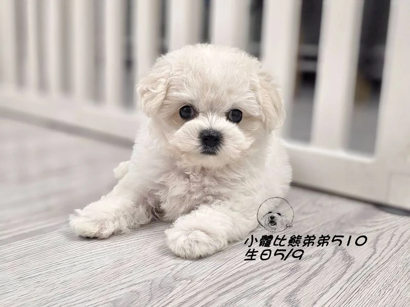 小體型比熊弟弟510