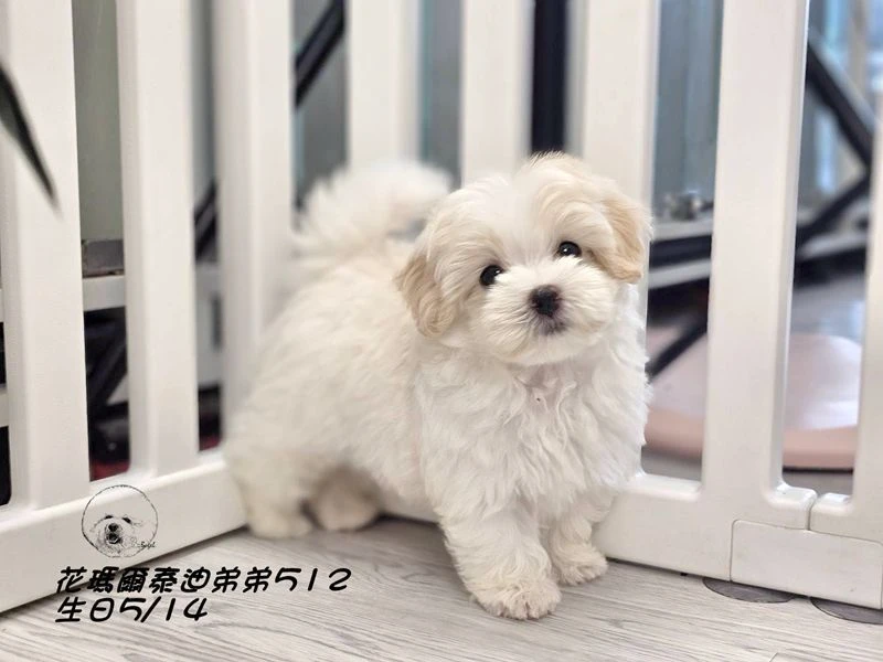 奶油花瑪爾泰迪弟弟512