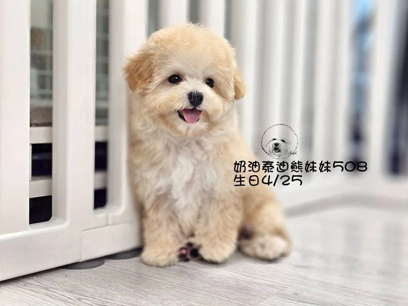 奶油泰迪熊妹妹508