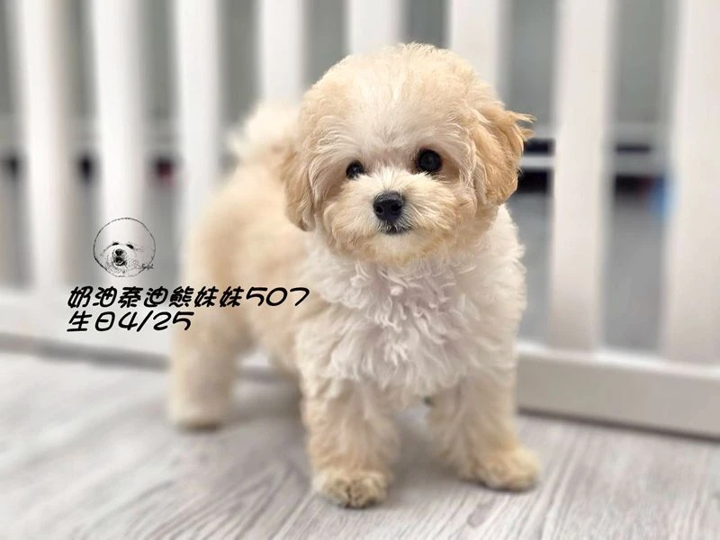 奶油泰迪熊妹妹507