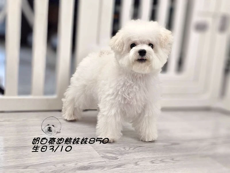 奶白泰迪熊妹妹850