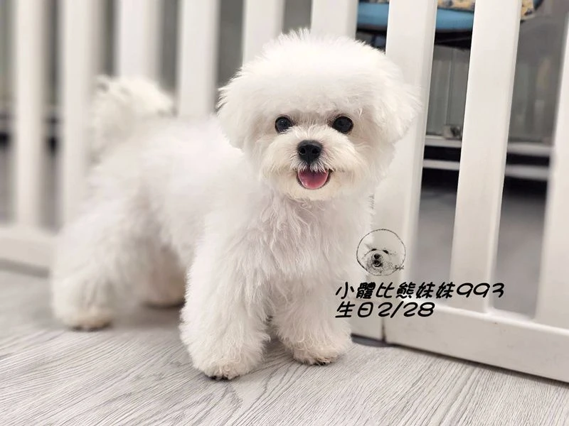 小體型比熊妹妹993