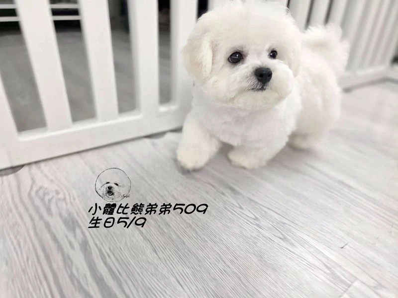 小體型 短腿 短吻 爆毛 大眼 比熊弟弟509 