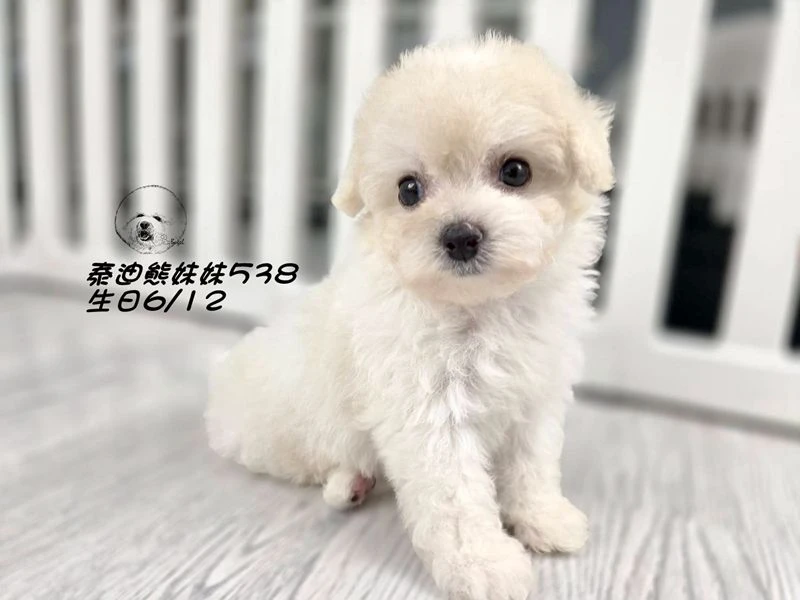 奶白泰迪熊 大眼 短吻 短腿 爆毛 妹妹538
