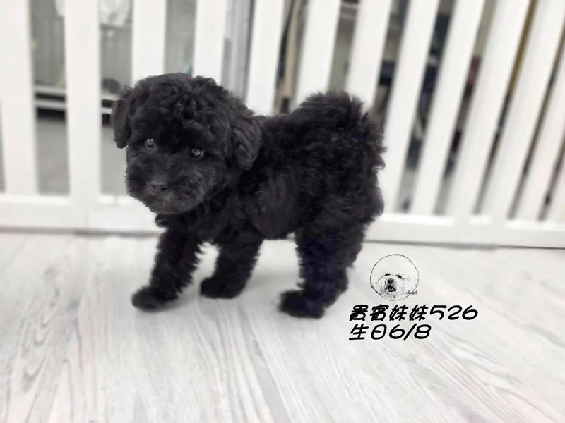 爆毛 黑貴賓妹妹526