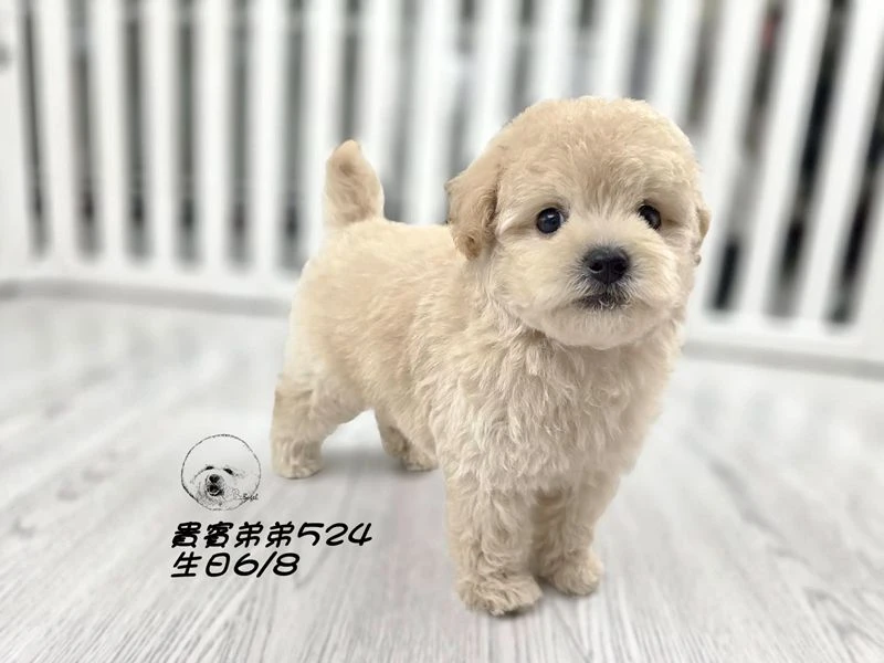 奶油 大眼 爆毛 貴賓弟弟524