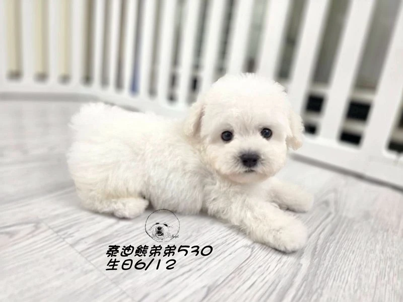 白泰迪熊 大眼 短吻 短腿 爆毛 弟弟530