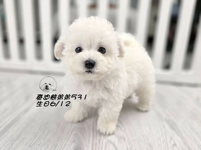 白泰迪熊 短吻 短腿 爆毛 弟弟531