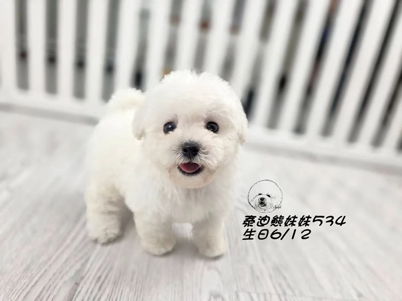 白泰迪熊 大眼 短吻 短腿 爆毛 妹妹534