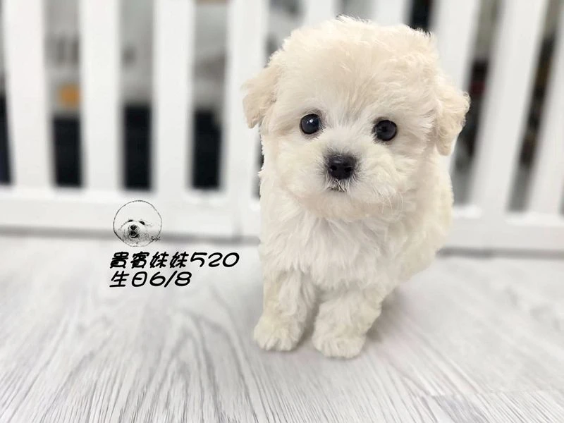 奶油白 大眼 短吻 短腿 爆毛 貴賓妹妹520