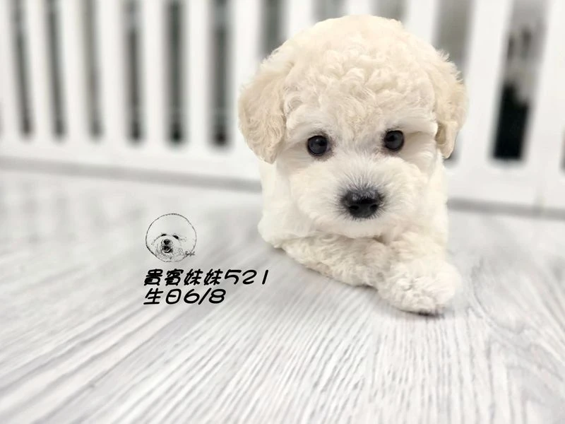 奶油白 大眼 爆毛 貴賓妹妹521