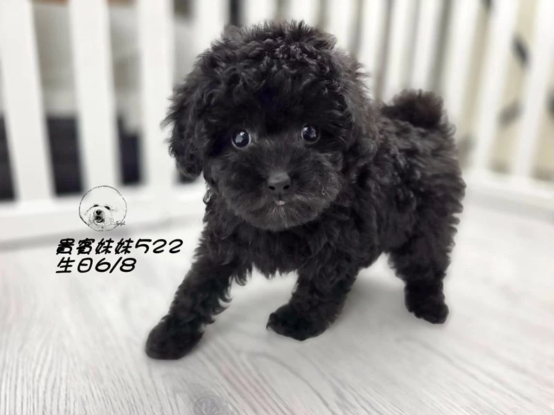 短吻 大眼 爆毛 黑貴賓妹妹522