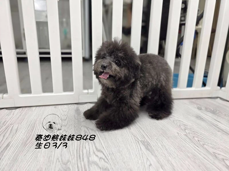泰迪熊 短吻 短腿 大眼 爆毛 灰色妹妹848