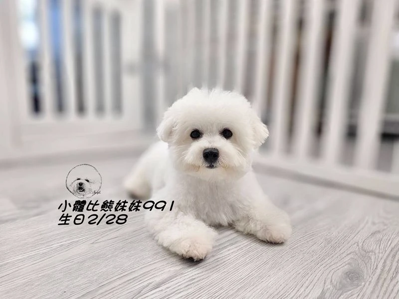 小體型 短腿 短吻 爆毛 大眼 比熊妹妹991