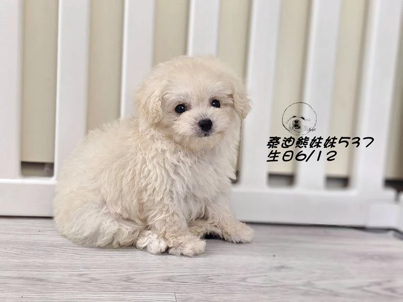 奶油泰迪熊 大眼 短吻 短腿 爆毛 妹妹537(已回家)
