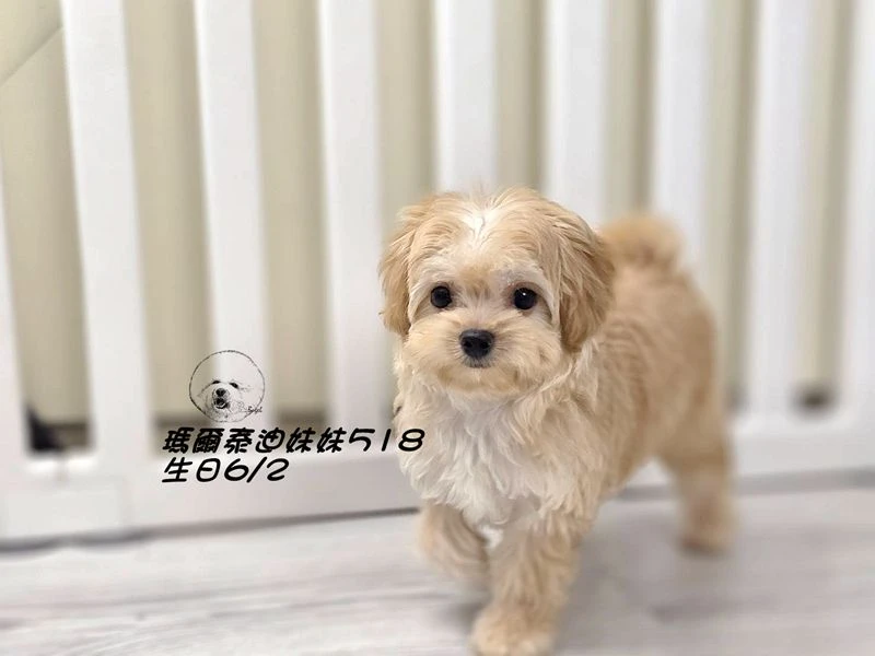奶油瑪爾泰迪 短吻 短腿 大眼 爆毛 妹妹518(已回家)